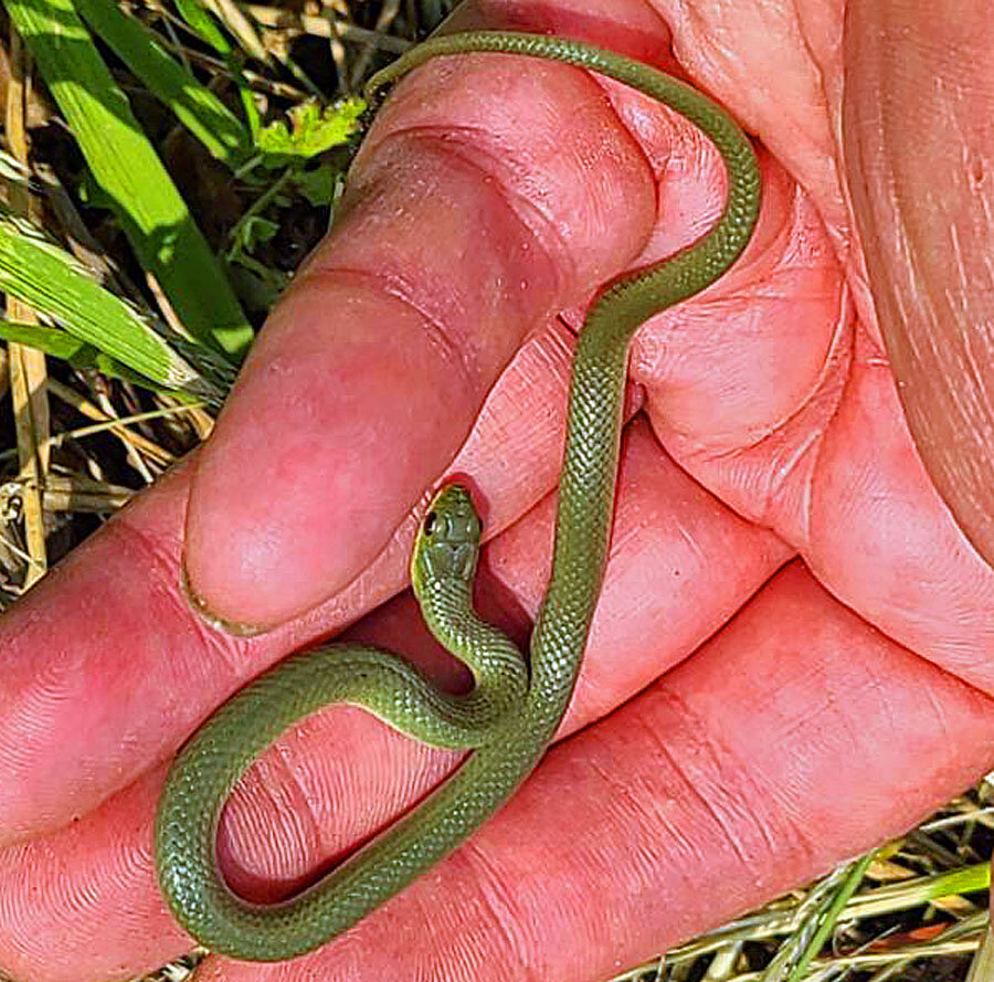 This smooth green snake was found next to a road in the grass in Pike County in mid-July. With its green coloration, it was not easy to find in the green grass. A non-venomous snake that is not too common, it feeds mainly on insects. They are small snakes, occasionally reaching 20 inches in length. ..The smooth green snake is listed as a species of special concern in PA. Its cousin, the rough green snake, is listed as endangered and is not found in the upper Delaware region.